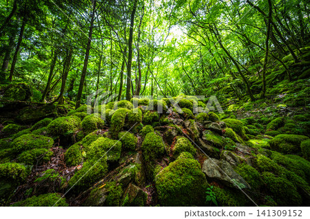 [Famous place for moss] Yamainudake [Kamikatsu Town] 141309152