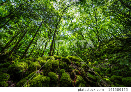 [Famous place for moss] Yamainudake [Kamikatsu Town] 141309153