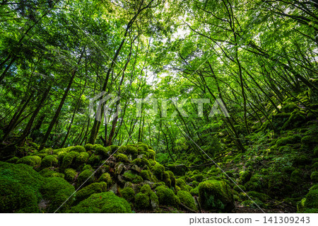 [Famous place for moss] Yamainudake [Kamikatsu Town] 141309243