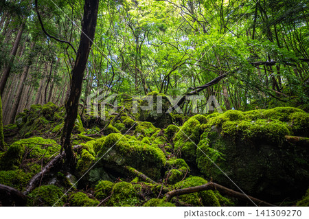 [Famous place for moss] Yamainudake [Kamikatsu Town] 141309270