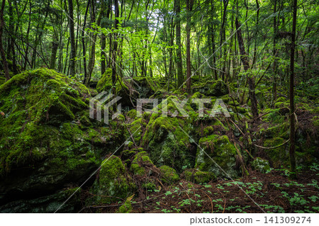[Famous place for moss] Yamainudake [Kamikatsu Town] 141309274