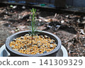 A young pine sapling vigorously sprouting – a symbol of young life reaching towards the future. 141309329