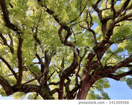 A view looking up at a giant camphor tree with its branches spreading dynamically towards the blue sky of fresh green leaves. A view looking up at a giant camphor tree with its branches spreading dynamically towards the blue sky of fresh green leaves. 141309368