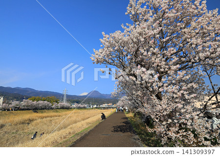 Cherry blossoms along Haruki-michi/Shiawase-michi Cherry blossoms along Haruki-michi/Shiawase-michi 141309397