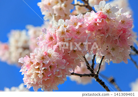 Cherry blossoms along Haruki-michi/Shiawase-michi Cherry blossoms along Haruki-michi/Shiawase-michi 141309401