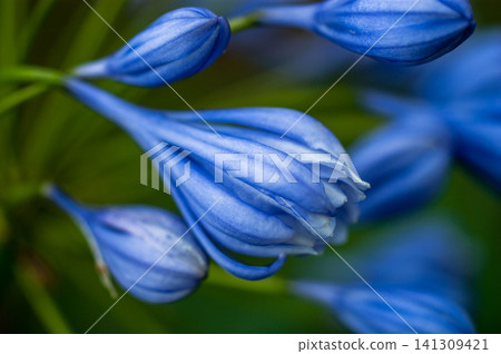 Agapanthus (Flore Pleno) Agapanthus (Flore Pleno) 141309421