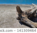 Drifting dead trees and the beach 141309464