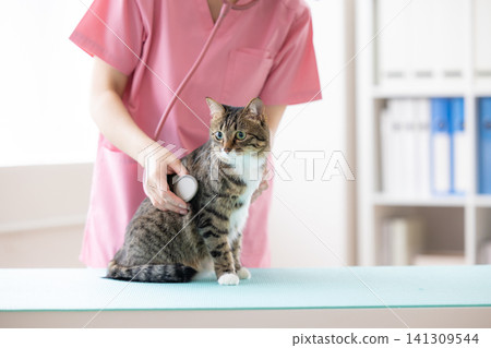 Veterinarian, a veterinarian who examines cats. Veterinarian, a veterinarian who examines cats. 141309544