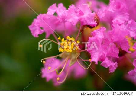 紫薇花 紫薇花 141309607