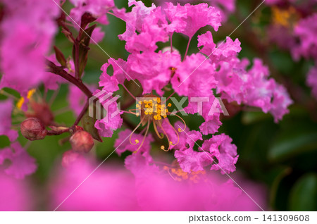 紫薇花 紫薇花 141309608