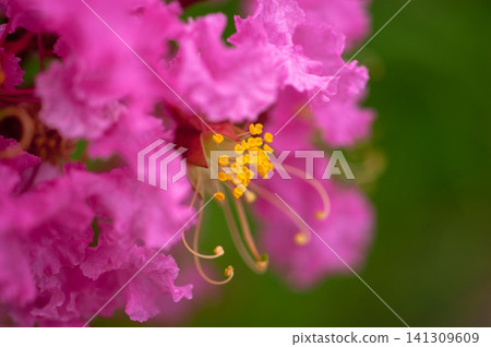 紫薇花 141309609