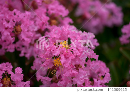 Crape myrtle flower Crape myrtle flower 141309615