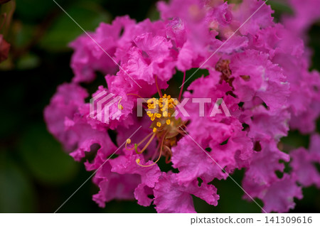 Crape myrtle flower Crape myrtle flower 141309616