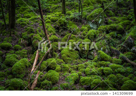 [Famous place for moss] Yamainudake [Kamikatsu Town] 141309699