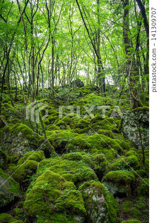 [Famous place for moss] Yamainudake [Kamikatsu Town] 141309707