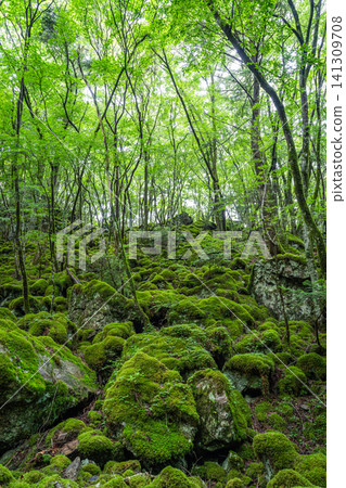 [Famous place for moss] Yamainudake [Kamikatsu Town] 141309708