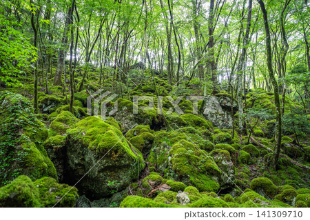 [Famous place for moss] Yamainudake [Kamikatsu Town] 141309710