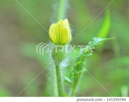 Close-up shots of watermelon flowers and small fruits growing in a home garden: A summer scene of growth. Close-up shots of watermelon flowers and small fruits growing in a home garden: A summer scene of growth. 141309766