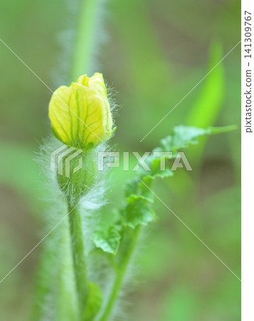 Close-up shots of watermelon flowers and small fruits growing in a home garden: A summer scene of growth. Close-up shots of watermelon flowers and small fruits growing in a home garden: A summer scene of growth. 141309767