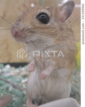 蒙古沙鼠(Seriola cruciata)站立的特寫鏡頭 蒙古沙鼠(Seriola cruciata)站立的特寫鏡頭 141309992