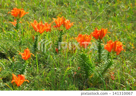 A community of trumpet lilies blooming on the beach 141310067