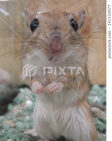 Close-up of a standing Mongolian gerbil (Seriola cruciata) Close-up of a standing Mongolian gerbil (Seriola cruciata) 141310077
