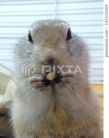 A close-up of a Richardson's ground squirrel holding food with its front paws. A close-up of a Richardson's ground squirrel holding food with its front paws. 141310304