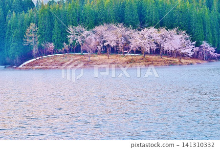 Cherry blossoms of Nakako Pond in early spring Cherry blossoms of Nakako Pond in early spring 141310332
