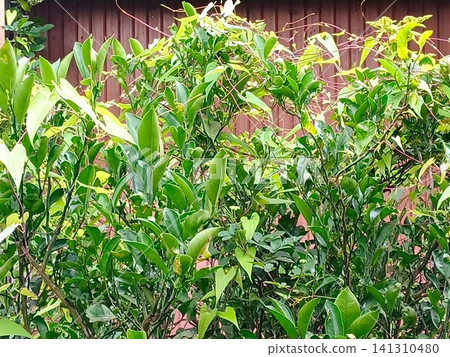 Wild yam vines entwined around a mandarin orange tree 141310480