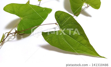 一種葉子呈心形的攀緣植物(日本山藥) 一種葉子呈心形的攀緣植物(日本山藥) 141310486
