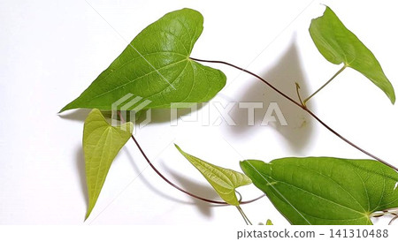 A climbing plant with heart-shaped leaves (Japanese yam) A climbing plant with heart-shaped leaves (Japanese yam) 141310488