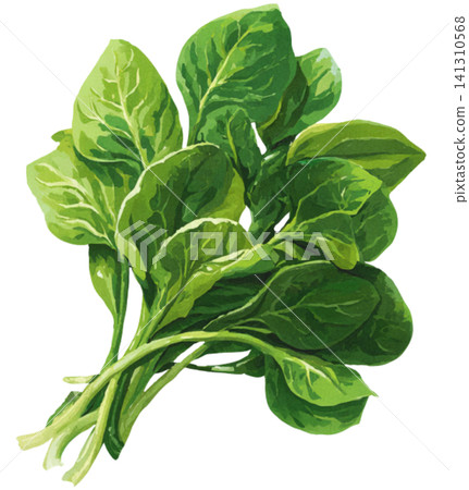 spinach spinach 141310568