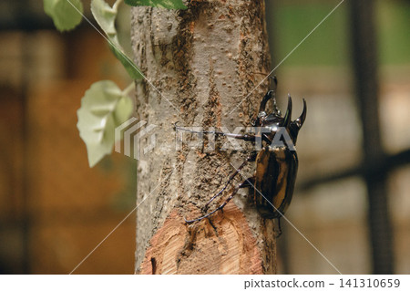 Beetle on a tree Beetle on a tree 141310659