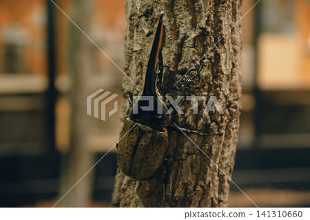 A beetle perched on a tree A beetle perched on a tree 141310660