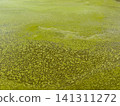 The texture of the water surface covered with blue-green algae (blue-green blooms) 141311272