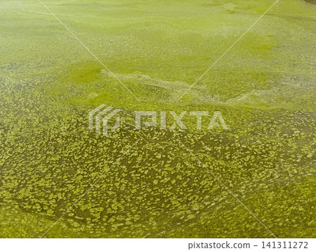覆蓋著藍綠藻(藍綠藻水華)的水面紋理 覆蓋著藍綠藻(藍綠藻水華)的水面紋理 141311272
