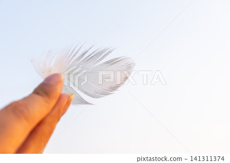 Soft white feather held between fingers glowing warm sunset light Delicate natural texture minimal background creating peaceful elegant atmosphere Soft white feather held between fingers glowing warm sunset light Delicate natural texture minimal background creating peaceful elegant atmosphere 141311374