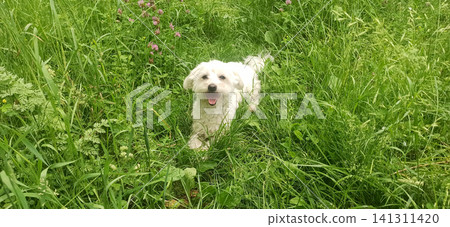 happy small white maltipoo dog sitting in lush tall green grass happy small white maltipoo dog sitting in lush tall green grass 141311420