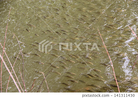 Large school of crucian carp fish swimming in murky pond water Large school of crucian carp fish swimming in murky pond water 141311430