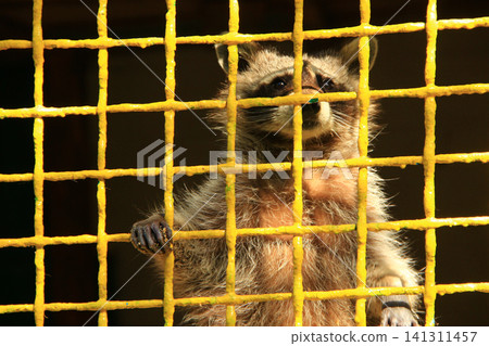 Cute raccoon sitting behind yellow cage grid in the zoo. Zoo animal 141311457