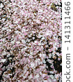 Rain-soaked cherry blossom petals cover the ground. 141311466