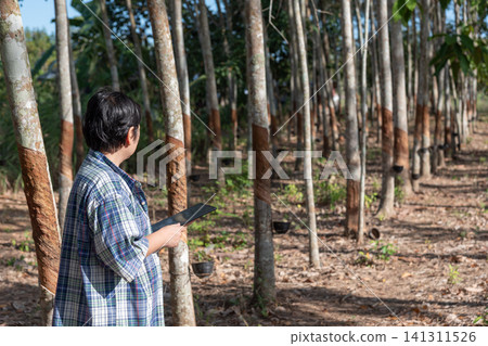 Worker inspecting rubber plantation tablet while monitoring latex harvesting tree condition Sustainable agriculture plantation management outdoors Worker inspecting rubber plantation tablet while monitoring latex harvesting tree condition Sustainable agriculture plantation management outdoors 141311526