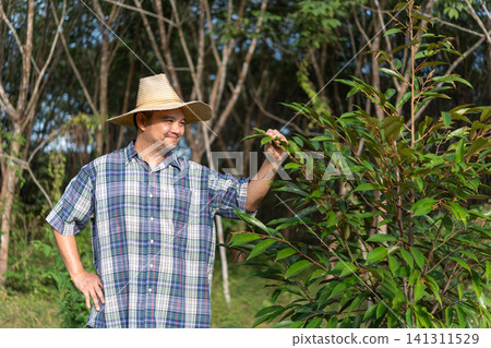 Farmer examining healthy young durian tree tropical orchard Sustainable fruit farming crop care natural sunlight lush plantation environment Farmer examining healthy young durian tree tropical orchard Sustainable fruit farming crop care natural sunlight lush plantation environment 141311529