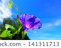 Morning glory morning glory morning glory 141311713