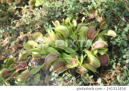 Cluster of Venus Flytraps Nestled in a Mossy Garden Cluster of Venus Flytraps Nestled in a Mossy Garden 141311816