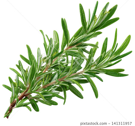 Rosemary Rosemary 141311957