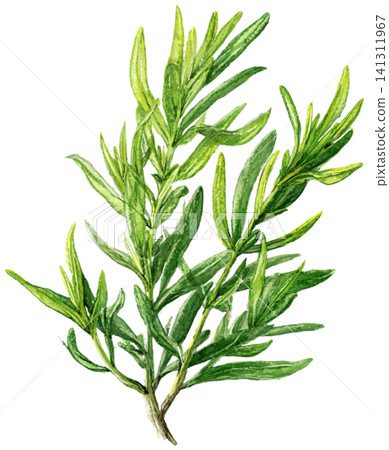 Rosemary Rosemary 141311967
