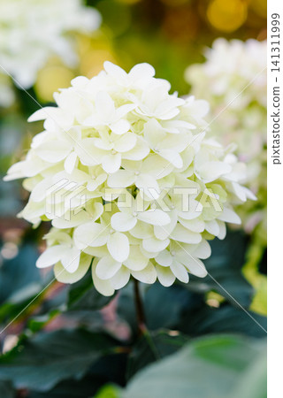 Spectacular Skyfall Hydrangea Paniculata with Large White and Lime Flower Panicles Spectacular Skyfall Hydrangea Paniculata with Large White and Lime Flower Panicles 141311999