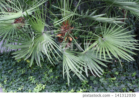 Overhead View of Fan Palm Fronds over a Bed of Green Ivy 141312030