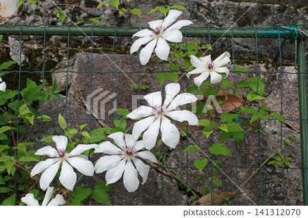 Clematis flowers Clematis flowers 141312070